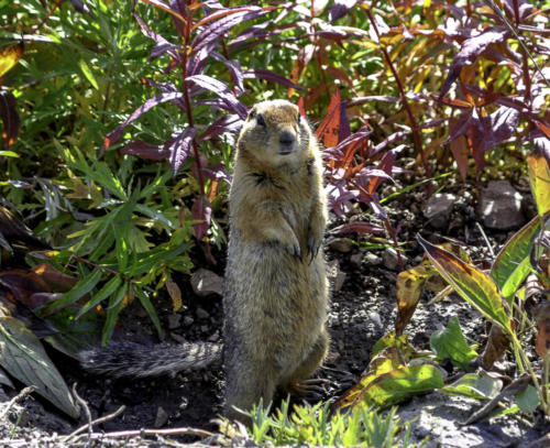 Alasan ground squirrel